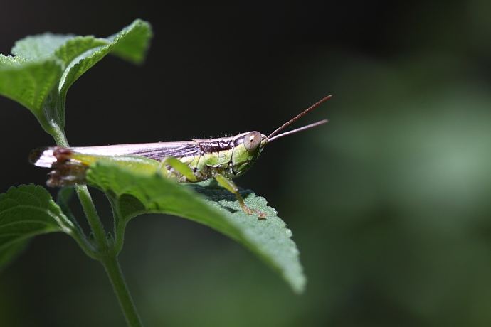 grasshopper.JPG